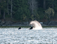 Orca (Orcinus orca) Swiming Upside Down 3