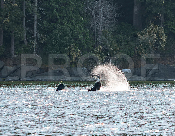 Orca (Orcinus orca) Swiming Upside Down 3