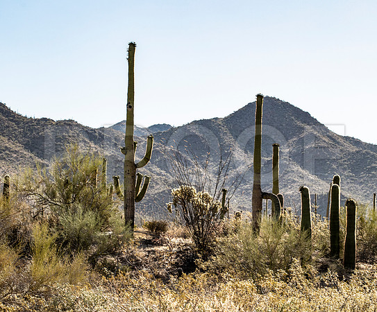 Saguaro National Park 3