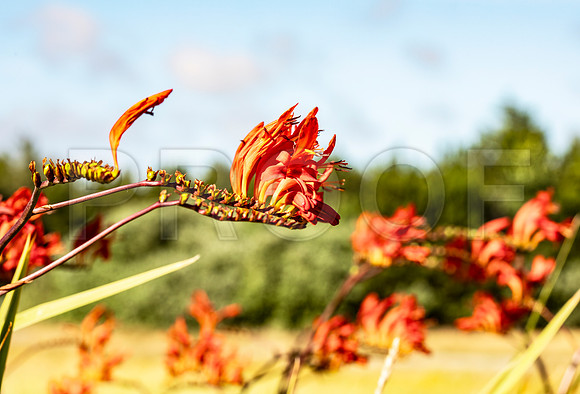 Red Crocosmia