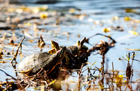 Red Ear Slider (Trachemys scripta elegans) 4 on a Log