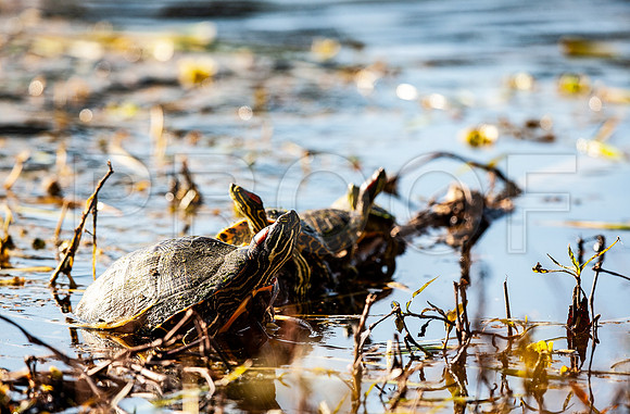Red Ear Slider (Trachemys scripta elegans) 4 on a Log