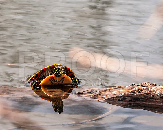 Midland Painted Turtle (Chrysemys picta marginata)
