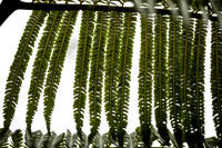 Fern 3, Hawai'i Volcanoes National Park