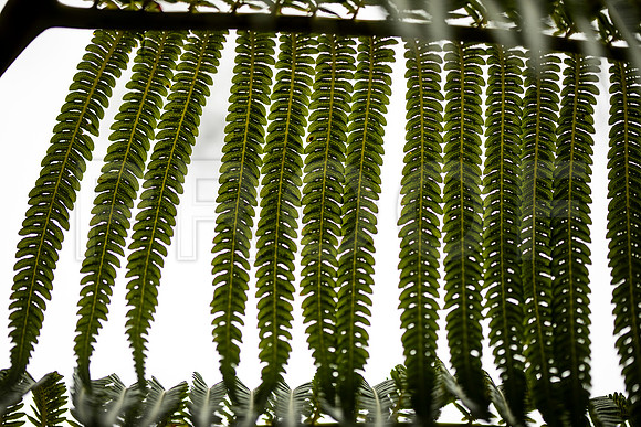 Fern 3, Hawai'i Volcanoes National Park