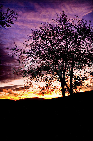 Sunrise Tree
