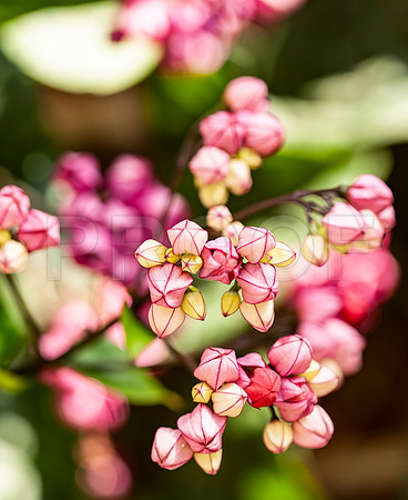 Green and Pink Buds