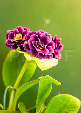 Magenta Primula auriculas