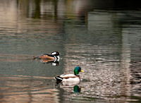 Hooded Merganser (Lophodytes cucullatus) and Mallard (Anas platyrhynchos)