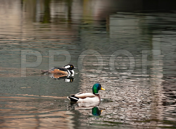 Hooded Merganser (Lophodytes cucullatus) and Mallard (Anas platyrhynchos)