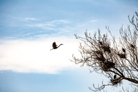 Great Blue Heron (Ardea herodias) Flying to Nest