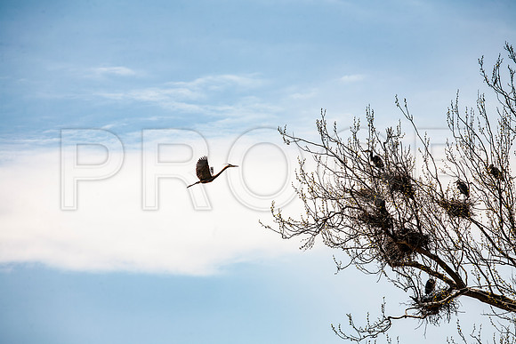 Great Blue Heron (Ardea herodias) Flying to Nest