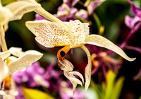 Stanhopea wardii