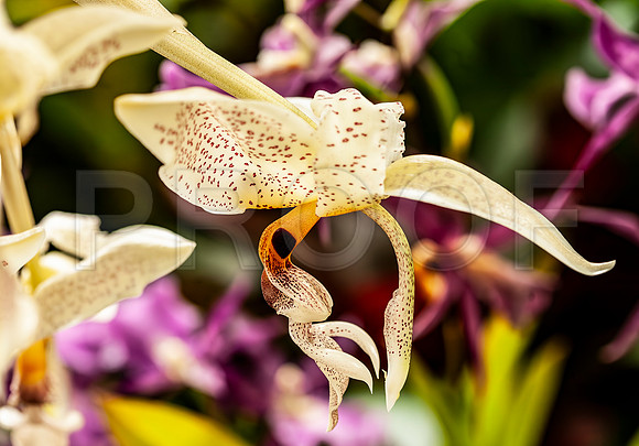Stanhopea wardii