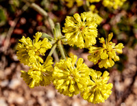 Creeping Barberry (Mahonia Repens), Black Canyon of the Gunnison National Park
