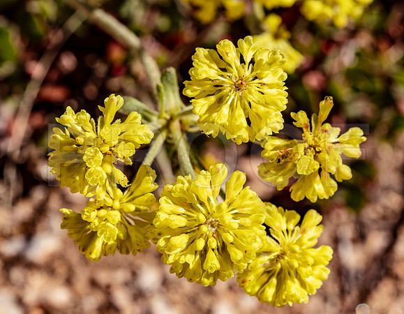 Creeping Barberry (Mahonia Repens), Black Canyon of the Gunnison National Park