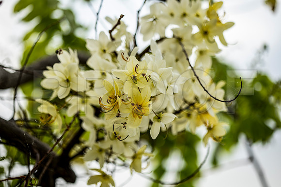 Golden Shower Tree (Cassia fistula)
