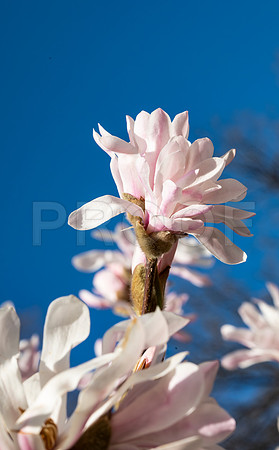 Pink Magnolia Flowers 7