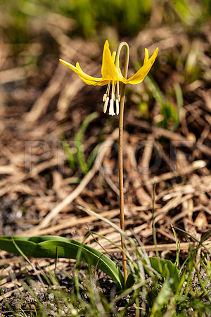 Glacer Lily (Erythronium grandiflorum)