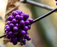 Beautyberry (Callicarpa americana)