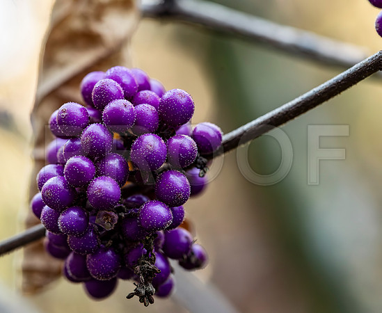 Beautyberry (Callicarpa americana)