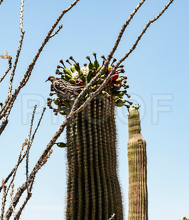 Saguaro Cactus (Carnegiea gigantea) with White Winged Dove (Zenaida asiatica), Saguaro National Park