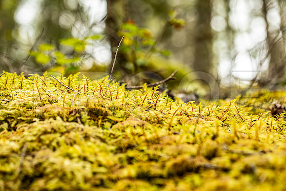 Moss, OR