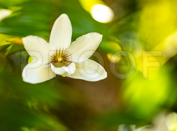 White flower on Tree, Hawai'i