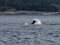 Orca (Orcinus orca) Tail Slap 3