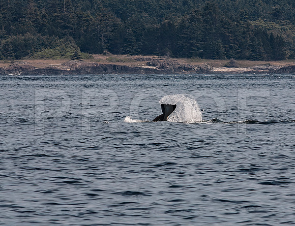 Orca (Orcinus orca) Tail Slap 3