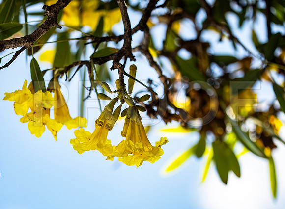 Tree of Gold (Tabebuia aurea)