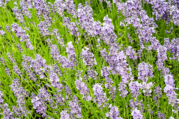 Lavender Field 9