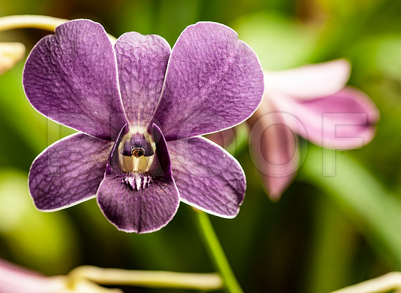 Magenta Orchid