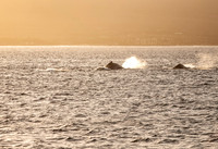 Humpback Whales (Megaptera novaeangliae)