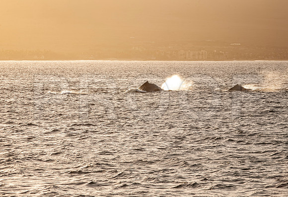 Humpback Whales (Megaptera novaeangliae)