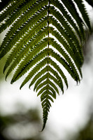Fern 4, Hawai'i Volcanoes National Park