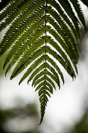 Fern 4, Hawai'i Volcanoes National Park