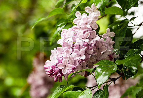 Purple Lilac