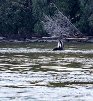 Orca (Orcinus orca) Spyhopping 2
