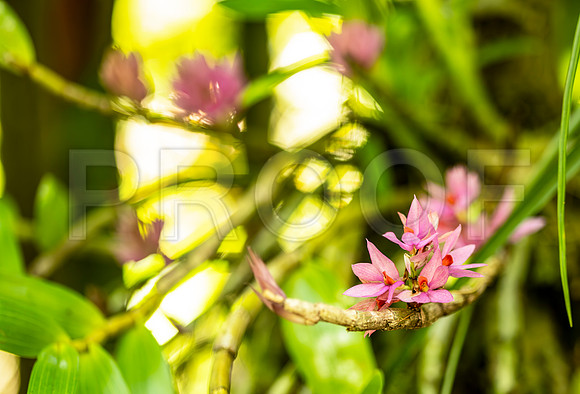 Pink Flower, Hawai'i