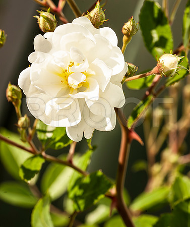 White Rose