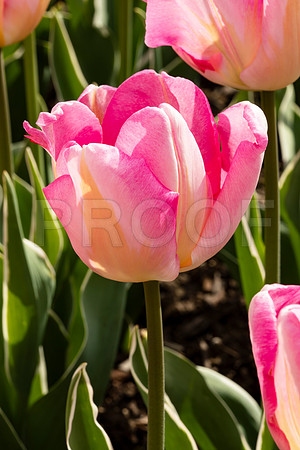 Pink Tulips