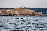 Orca (Orcinus orca) Swimming in front of Cattle Point Lighthouse, San Juan Island, WA
