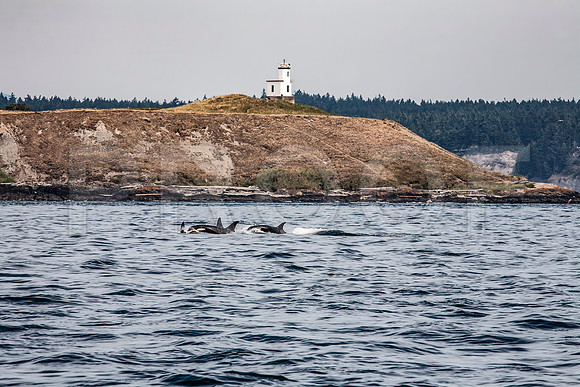 Orca (Orcinus orca) Swimming in front of Cattle Point Lighthouse, San Juan Island, WA