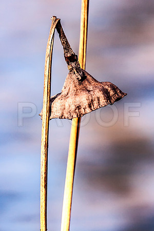 Seed Pod