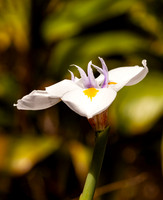 African Iris (Dietes iridioides)