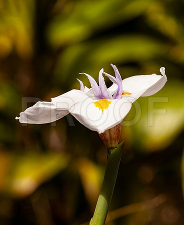 African Iris (Dietes iridioides)