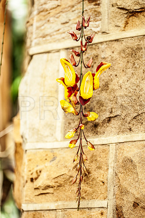 Hanging Yellow and Red Clock Vine Flower (Thunbergia mysorensis)