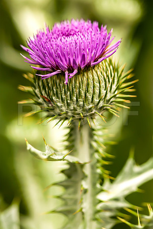 Scotch Thistle (Onopordum acanthium)