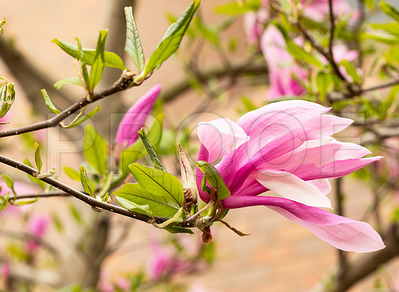 Pink Magnolia Flowers